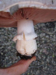 Agaricus megalocarpus