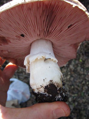 Agaricus megalocarpus