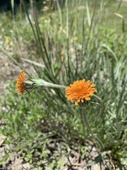 Agoseris aurantiaca