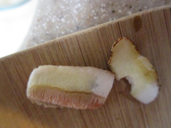 Agaricus megalocarpus