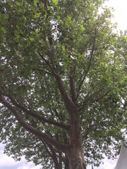 Platanus