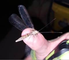 Ululodes macleayanus