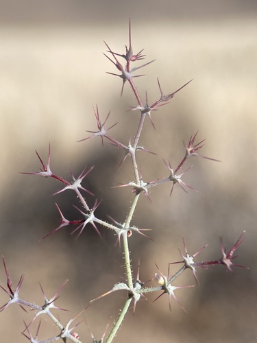 Oxytheca