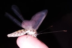 Ululodes macleayanus