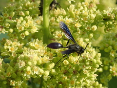 Sphecini
