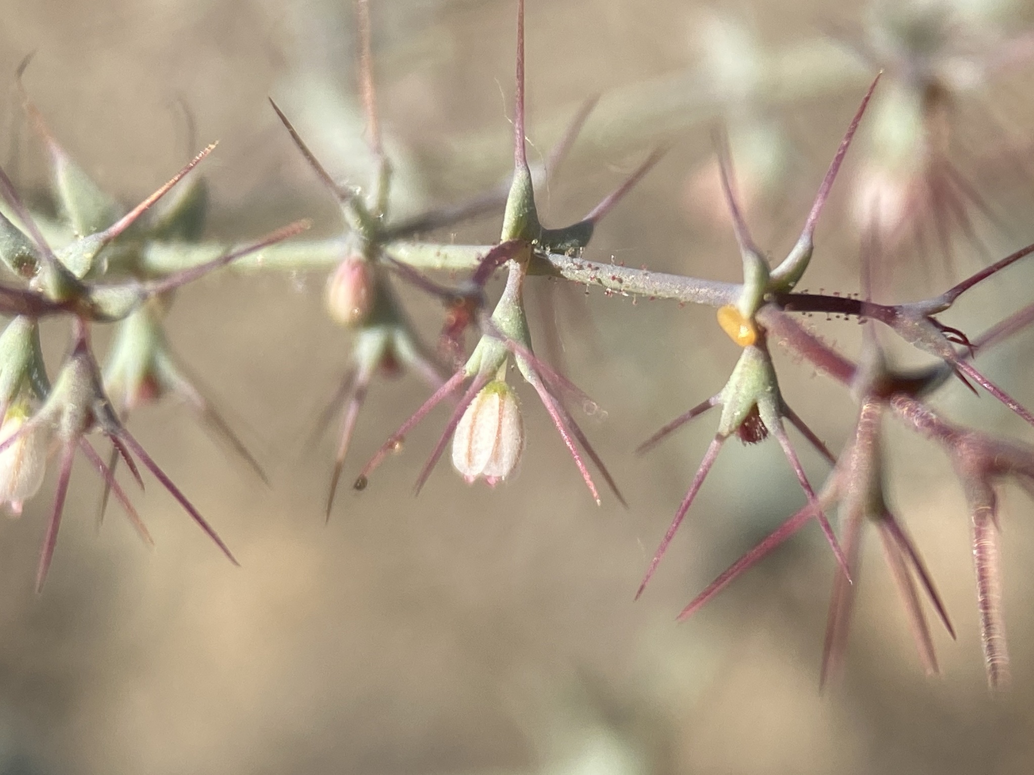 Oxytheca watsonii
