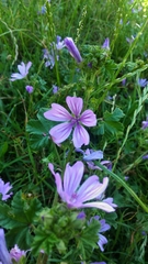 Malva sylvestris