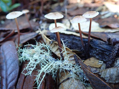 Mycetinis copelandii