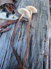 Mycetinis copelandii