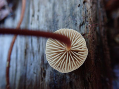 Mycetinis copelandii