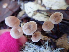 Mycetinis copelandii