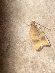 Psilocorsis cryptolechiella