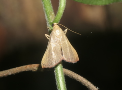 Endotricha repandalis