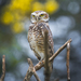 Burrowing Owl - Photo (c) Lujan Freitas, some rights reserved (CC BY-NC), uploaded by Lujan Freitas