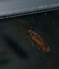 Tenomerga cinerea