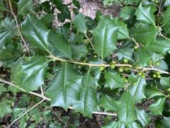Ilex opaca opaca