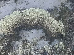 Dimelaena