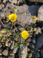 Potentilla vulcanicola