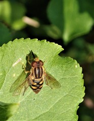 Parhelophilus integer