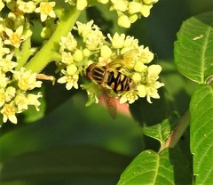 Parhelophilus integer