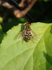 Parhelophilus integer