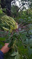 Cleome magnifica
