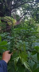 Cleome magnifica