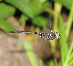 Somatochlora ozarkensis