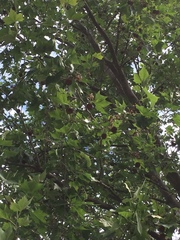 Platanus