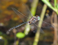 Somatochlora ozarkensis