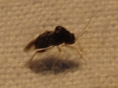 Pycnoderes medius