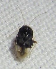 Pycnoderes medius