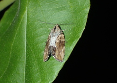 Etanna breviuscula