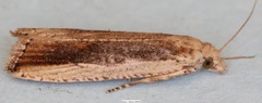 Bactra priapeia