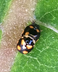 Brachiacantha ursina