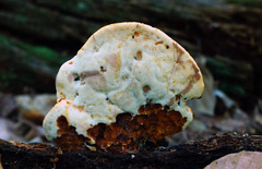 Buglossoporus quercinus