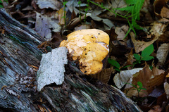 Buglossoporus quercinus