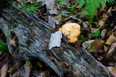 Buglossoporus quercinus