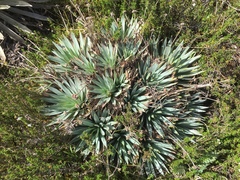 Paepalanthus