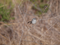Polioptila californica