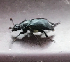 Nicrophorus guttula