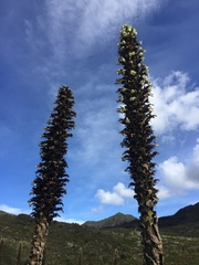 Puya goudotiana