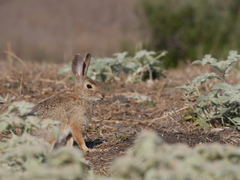 Sylvilagus audubonii
