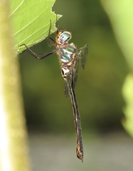 Somatochlora ozarkensis