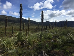 Puya goudotiana