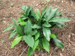 Alpinia oblongifolia