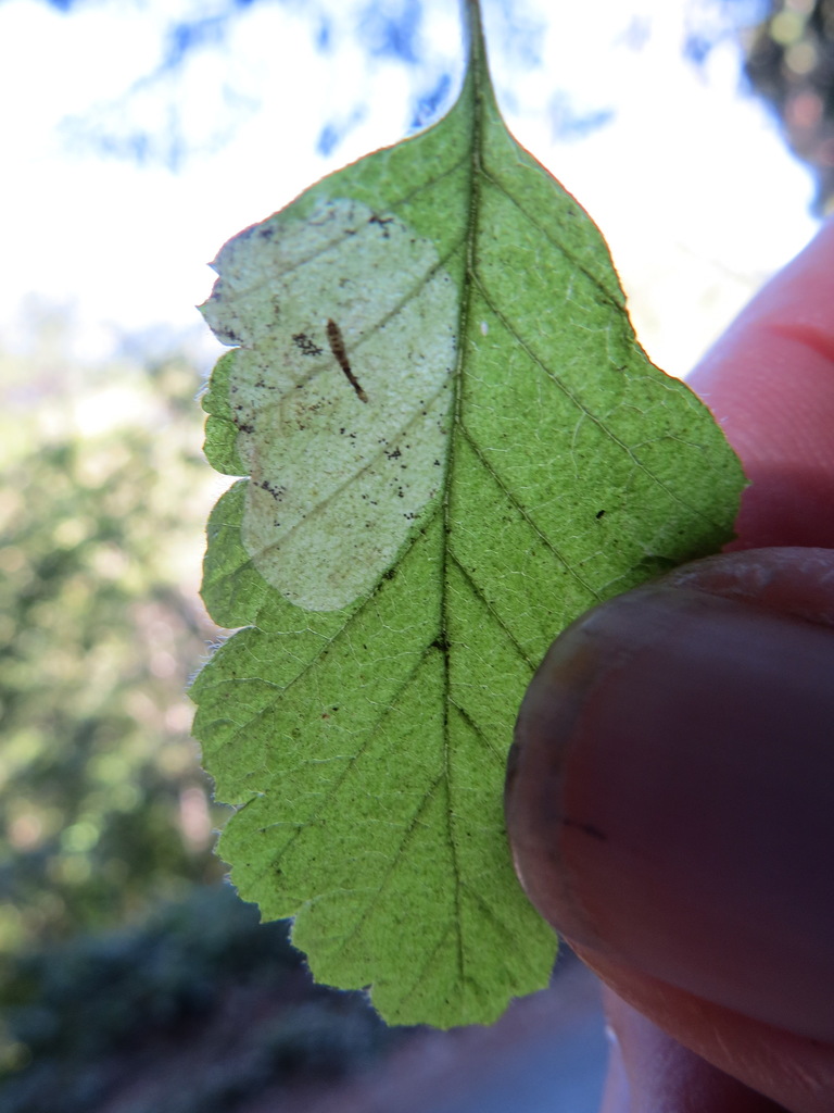 Phyllonorycter holodisci