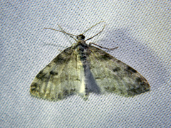 Lobophora nivigerata