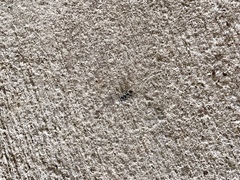 Lophocampa mixta