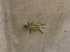 Lophocampa mixta